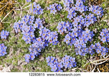 Stock Photography - Forget-me-not wildflowers growing on St. Paul Island, Southwestern Alaska, USA, Summer . Fotosearch