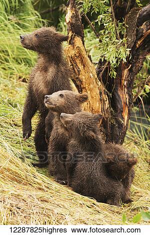 Stock Photograph - Four brown bear cubs (ursus arctos) are in a row under a tree on the grassy bank of Brooks River; Alaska, United States of America. Fotosearch