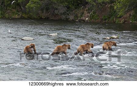 Stock Photograph - Four Brown bears (Ursus arctos) wade in Brooks River while fishing for Sockeye salmon, Katmai National Park and Preserve, Southwest Alaska. Fotosearch