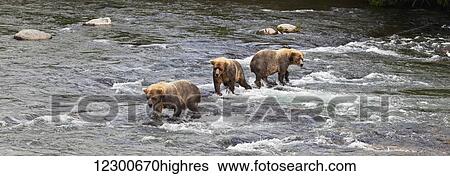 Stock Photograph - Four Brown bears (Ursus arctos) wade in Brooks River while fishing for Sockeye salmon, Katmai National Park and Preserve, Southwest Alaska. Fotosearch
