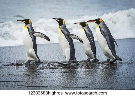 Stock Photograph - Four king penguins (Aptenodytes patagonicus) walking together on beach; Antarctica. Fotosearch