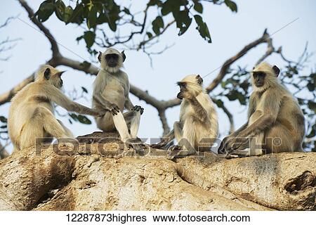 Four langurs sitting in a tree; Dharpatha Mal, Madhya Pradesh, India View Large Photo Image Stock Photograph - Four langurs sitting in a tree; Dharpatha Mal, Madhya Pradesh, India. Fotosearch