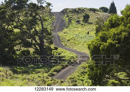 Four wheel drive Mana Road around base of Mauna Kea, Koa tree (Koa acacia) on left; Island of Hawaii, Hawaii, United States of America View Large Photo Image Stock Photo - Four wheel drive Mana Road around base of Mauna Kea, Koa tree (Koa acacia) on left; Island of Hawaii, Hawaii, United States of America. Fotosearch