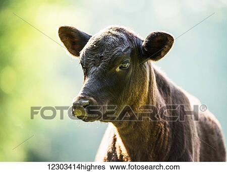 Stock Photograph - Free range angus calf; Gaitor, Florida, United States of America. Fotosearch