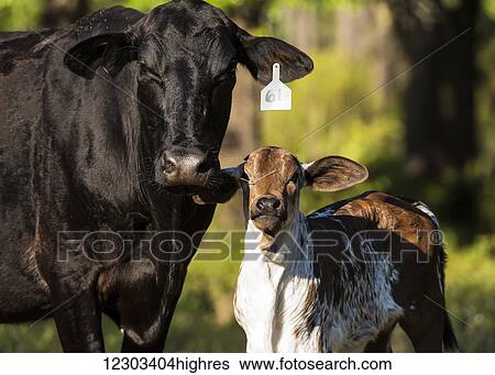 Stock Photograph - Free range cow and calf with tag on it's ear; Gaitor, Florida, United States of America. Fotosearch