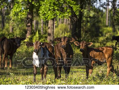 Stock Photograph - Free range cow and calves; Gaitor, Florida, United States of America. Fotosearch