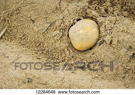 Stock Photo - Fresh potato still in the ground before harvest; Cape Town, Western Cape, South Africa. Fotosearch