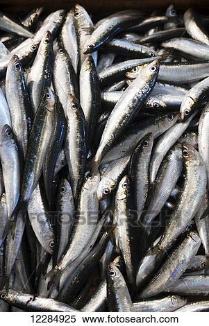 Stock Photography - Fresh sardines at the outdoor fish market; Pylos, Messinia, Greece. Fotosearch