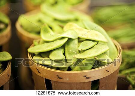 Fresh snap peas in wicker containers; Denton, Maryland, United States of America View Large Photo Image Stock Photography - Fresh snap peas in wicker containers; Denton, Maryland, United States of America. Fotosearch