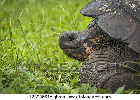 Front of Galapagos giant tortoise (Geochelone nigrita) in profile; Galapagos Islands, Ecuador View Large Photo Image Stock Photograph - Front of Galapagos giant tortoise (Geochelone nigrita) in profile; Galapagos Islands, Ecuador. Fotosearch