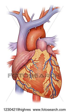 Stock Photograph - Front view of a normal heart and it's cornonary arteries and veins. Fotosearch