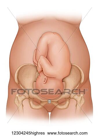 Stock Photograph - Front view of a woman nine months pregnant (baby phantomed within) ready for delivery, with baby in proper position for delivery. Fotosearch