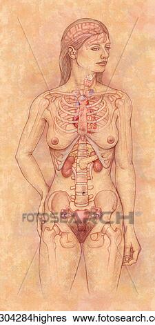 Stock Photograph - Front view of the female anatomy hilighting the endocrine system. Fotosearch