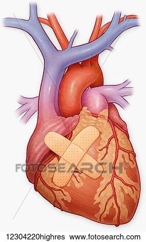 Stock Photograph - Front view of the heart and it's coronary arteries. Fotosearch