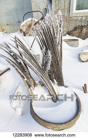 Stock Photo - Frost covered Bowhead whale baleen outside in a barrel, Barrow, North Slope, Arctic Alaska, USA, Winter. Fotosearch