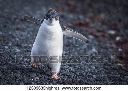 Stock Photograph - Funny adelie penguin (Pygoscelis adeliae) chick waddling on stones; Antarctica. Fotosearch