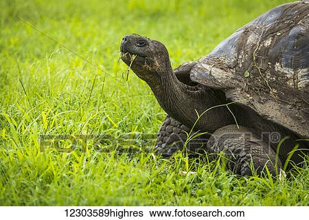 Galapagos giant tortoise (Chelonoidis nigra) chewing grass in field; Galapagos Island, Ecuador View Large Photo Image Stock Photograph - Galapagos giant tortoise (Chelonoidis nigra) chewing grass in field; Galapagos Island, Ecuador. Fotosearch