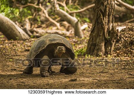 Stock Photograph - Galapagos giant tortoise (Chelonoidis nigra) walking through sunlit woods; Galapagos Islands, Ecuador. Fotosearch