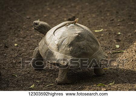 Galapagos giant tortoise (Chelonoidis nigra) with lizard on it's shell; Galapagos Islands, Ecuador View Large Photo Image Stock Photograph - Galapagos giant tortoise (Chelonoidis nigra) with lizard on it's shell; Galapagos Islands, Ecuador. Fotosearch