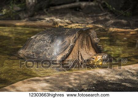 Galapagos giant tortoise (Geochelone hoodensis) in artificial concrete pool; Galapagos Islands, Ecuador View Large Photo Image Stock Photograph - Galapagos giant tortoise (Geochelone hoodensis) in artificial concrete pool; Galapagos Islands, Ecuador. Fotosearch
