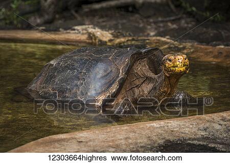 Galapagos giant tortoise (Geochelone hoodensis) in artificial concrete pool; Galapagos Islands, Ecuador View Large Photo Image Stock Photograph - Galapagos giant tortoise (Geochelone hoodensis) in artificial concrete pool; Galapagos Islands, Ecuador. Fotosearch