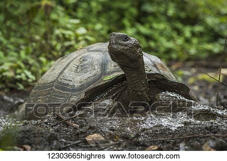 Stock Photograph - Galapagos giant tortoise (Geochelone nigrita) in muddy forest clearing; Galapagos Islands, Ecuador. Fotosearch