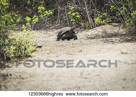 Galapagos giant tortoise (Geochelone vandenburgi) standing on gravel path; Galapagos Islands, Ecuador View Large Photo Image Stock Photograph - Galapagos giant tortoise (Geochelone vandenburgi) standing on gravel path; Galapagos Islands, Ecuador. Fotosearch