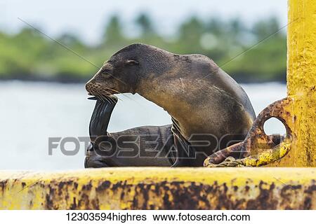 Stock Photograph - Galapagos sea lion (Zalophus wollebaeki) scratching chin with flipper; Galapagos Islands, Ecuador. Fotosearch
