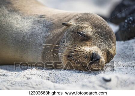 Galapagos sea lion (Zalophus wollebaeki) sleeping on sandy beach; Galapagos Islands, Ecuador View Large Photo Image Stock Photograph - Galapagos sea lion (Zalophus wollebaeki) sleeping on sandy beach; Galapagos Islands, Ecuador. Fotosearch