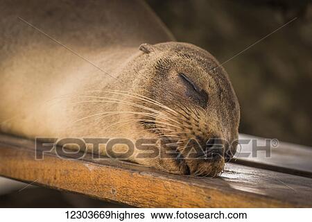 Galapagos sea lion (Zalophus wollebaeki) sleeping on wooden bench; Galapagos Islands, Ecuador View Large Photo Image Stock Photograph - Galapagos sea lion (Zalophus wollebaeki) sleeping on wooden bench; Galapagos Islands, Ecuador. Fotosearch