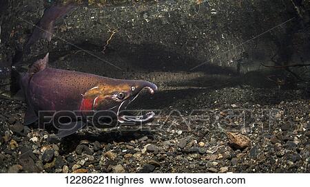 Stock Photograph - Gaping male Coho Salmon (Oncorhynchus kisutch) challenging another fish in an Alaskan stream during autumn.. Fotosearch