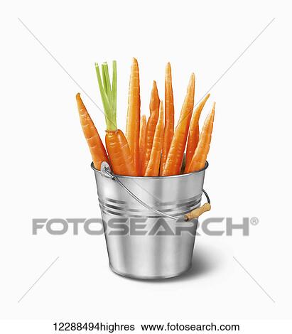 Garden carrots in a silver pail on a white background; Toronto, Ontario, Canada View Large Photo Image Stock Photograph - Garden carrots in a silver pail on a white background; Toronto, Ontario, Canada. Fotosearch