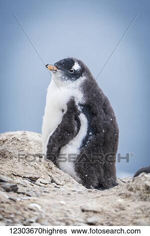 Gentoo penguin chick (Pygoscelis papua) in profile on rock; Antarctica View Large Photo Image Stock Photograph - Gentoo penguin chick (Pygoscelis papua) in profile on rock; Antarctica. Fotosearch