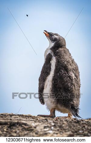 Gentoo penguin chick (Pygoscelis papua) on shingle watches a fly; Antarctica View Large Photo Image Stock Photograph - Gentoo penguin chick (Pygoscelis papua) on shingle watches a fly; Antarctica. Fotosearch