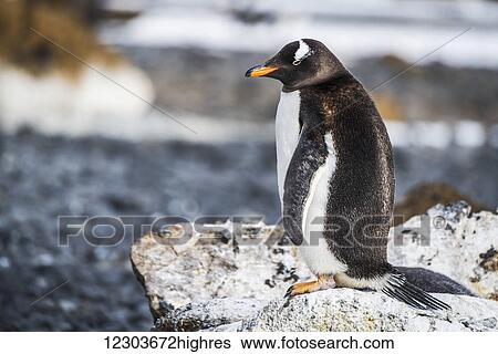 Gentoo penguin (Pygoscelis papua) standing on rock on beach; Antarctica View Large Photo Image Stock Photograph - Gentoo penguin (Pygoscelis papua) standing on rock on beach; Antarctica. Fotosearch
