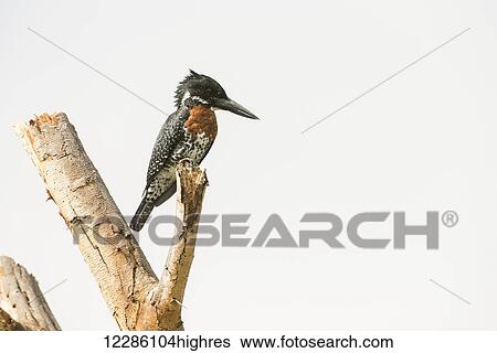 Stock Photograph - Giant Kingfisher (Megacyrle maxima), world's largest kingfisher, perched on dead branch, Lake Naivasha; Kenya. Fotosearch