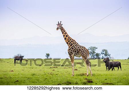 Stock Photograph - Giraffe and water buffalo (Bubalus bubalis), Murchison Falls National Park; Uganda. Fotosearch