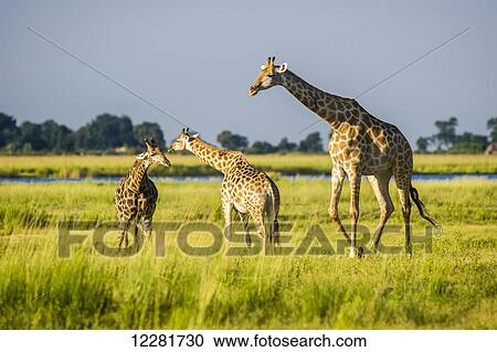 Stock Image - Giraffe (Giraffa camelopardalis), Chobe National Park; Kasane, Botswana. Fotosearch