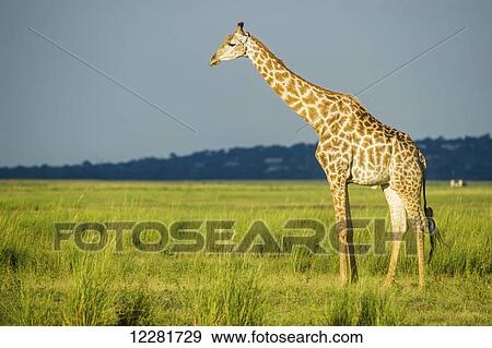 Stock Photo - Giraffe (Giraffa camelopardalis), Chobe National Park; Kasane, Botswana. Fotosearch