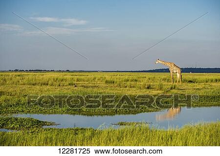 Giraffe (Giraffa camelopardalis), Chobe National Park; Kasane, Botswana View Large Photo Image Stock Photography - Giraffe (Giraffa camelopardalis), Chobe National Park; Kasane, Botswana. Fotosearch