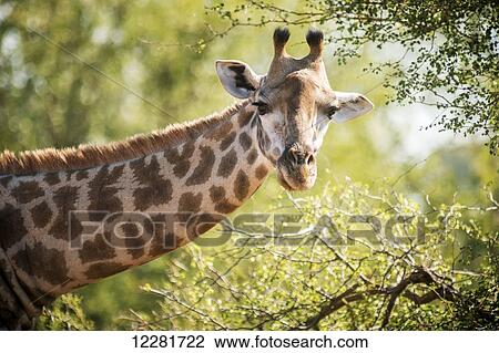 Stock Image - Giraffe (Giraffa camelopardalis), Kruger National Park; South Africa. Fotosearch