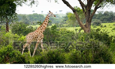 Giraffe (Giraffa camelopardalis), Murchison Falls National Park; Urganda View Large Photo Image Stock Photograph - Giraffe (Giraffa camelopardalis), Murchison Falls National Park; Urganda. Fotosearch