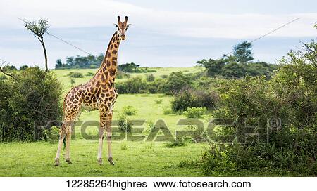 Giraffe (Giraffa camelopardalis), Murchison Falls National Park; Urganda View Large Photo Image Stock Photograph - Giraffe (Giraffa camelopardalis), Murchison Falls National Park; Urganda. Fotosearch