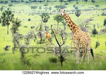 Stock Photograph - Giraffe (Giraffa camelopardalis) looking at camera with antelope in the background, Murchison Falls National Park; Uganda. Fotosearch