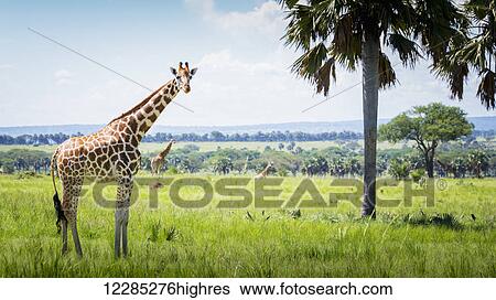 Stock Photograph - Giraffe (Giraffa camelopardalis), Murchison Falls National Park; Uganda. Fotosearch