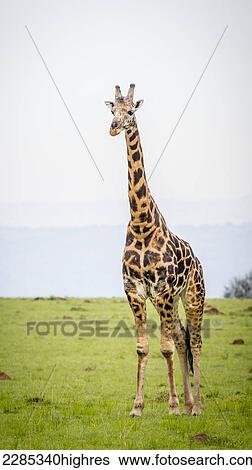 Stock Photograph - Giraffe (Giraffa camelopardalis), Murchison Falls National Park; Uganda. Fotosearch