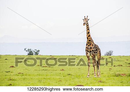 Giraffe, Murchison Falls National Park; Uganda View Large Photo Image Stock Photograph - Giraffe, Murchison Falls National Park; Uganda. Fotosearch
