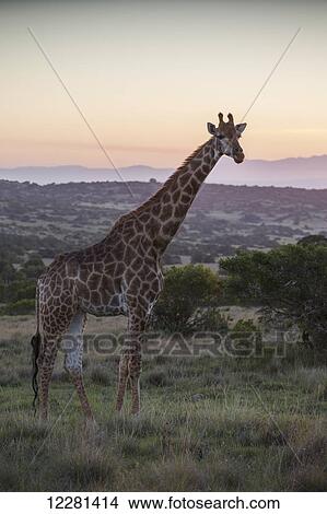 Giraffe walking at sunset; South Africa View Large Photo Image Picture - Giraffe walking at sunset; South Africa. Fotosearch