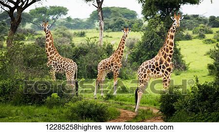 Stock Photograph - Giraffes (Giraffa camelopardalis), Murchison Falls National Park; Urganda. Fotosearch