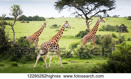 Giraffes (Giraffa camelopardalis), Murchison Falls National Park; Urganda View Large Photo Image Stock Photograph - Giraffes (Giraffa camelopardalis), Murchison Falls National Park; Urganda. Fotosearch